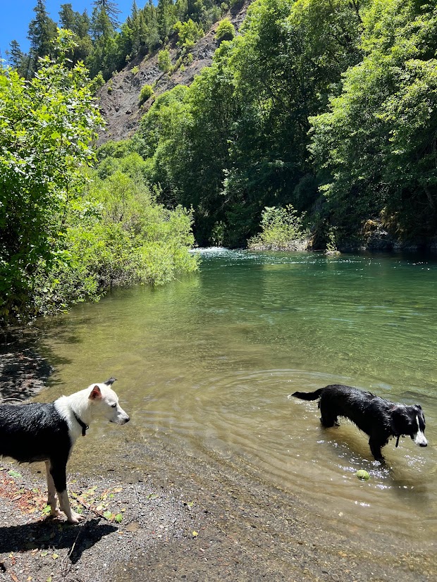 Dogs enjoying the riverside at Big Bend Lodge